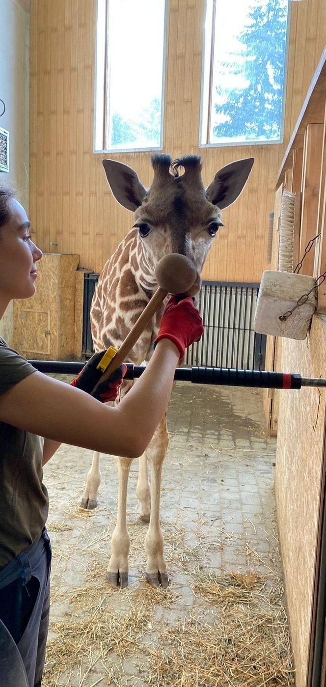 ZOO w Warszawie ma już 97 lat. Wielka feta w stołecznym ogrodzie! Jakie tajemnice kryje jego historia?