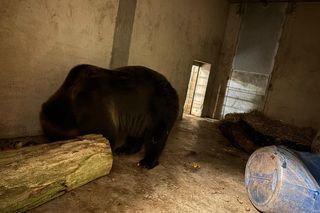 Z piekła do azylu! Uratowana niedźwiedzica Poca zaczyna nowe życie w Poznaniu