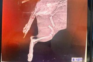 Agresywny amstaff pogryzł małego pieska w parku. Chihuahua walczy o życie. Dramatyczny apel właścicielki