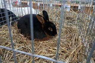 Wystawa gołębi i królików rasowych oraz ozdobnego drobiu - Tarnów 2022