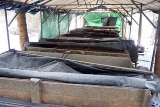 Żednia. KAS zlikwidowała leśną bimbrownię