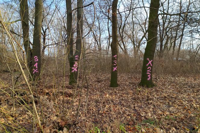 Zostaniemy tu do marca - aktywiści w obronie drzew nad Wisłą. Protestujący blokują prace