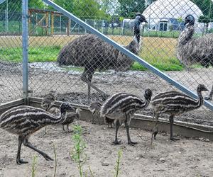 Pisklęta emu zamieszkają w poznańskim ZOO 