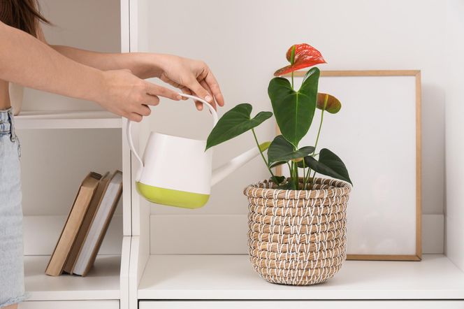 Odżywka do anturium