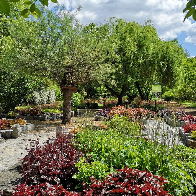 Ogród botaniczny w Zabrzu pięknieje w maju