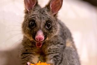 Czym zaskoczy łódzkie Orientarium? Pojawią się dwie duże atrakcje