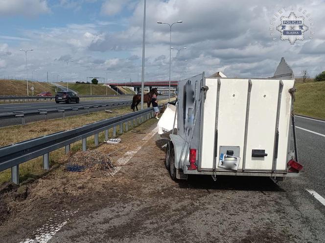 Gliwice. Na autostradzie stoi koń. Uwaga kierowcy!