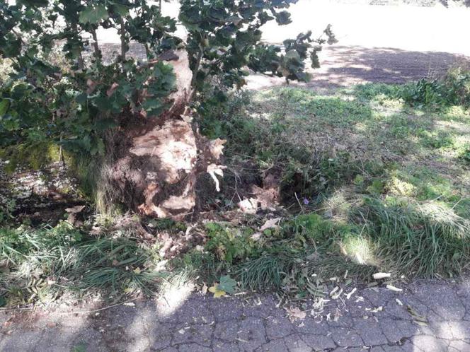 Drzewo spadło na samochód. 59-letni kierowca nie żyje