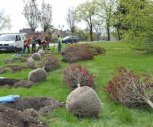 W Toruniu posadzą 301 drzew. Rozpoczął się przetarg na ich posadzenie i pielęgnację
