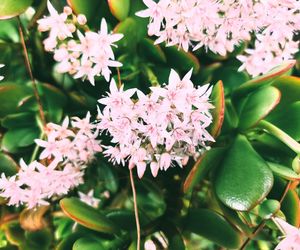 Rozsypuję i podlewam grubosza raz na dwa tygodnie. Drzewko szczęścia lubi tę odżywkę i odwdzięcza się kwitnieniem