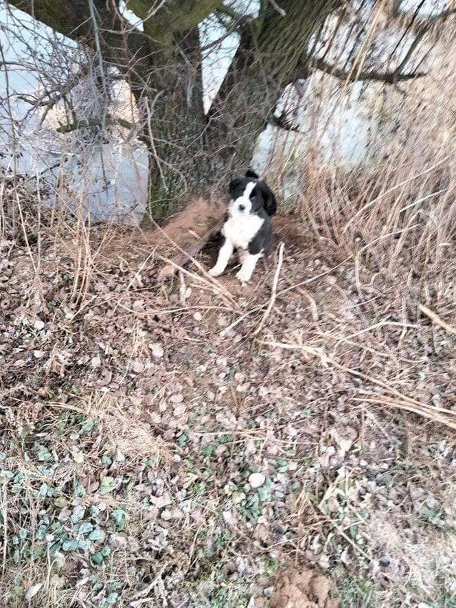 Lód zarwał się pod psami! Jeden nie żyje. Dramat niedaleko Koła