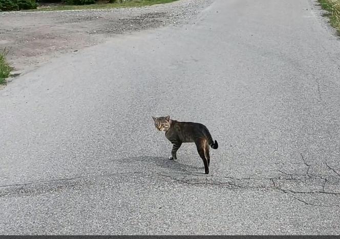 Gacek znalazł się w pułapce. Uratowała go suczka Roksana