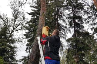  Budki lęgowe zawisły w bydgoskim Ogrodzie Botanicznym UKW w Bydgoszczy