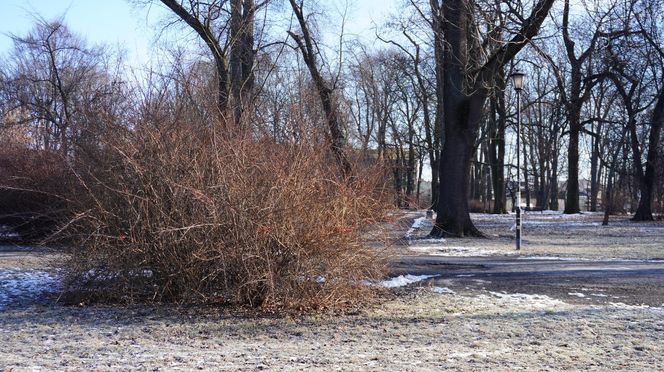 Zakaz wstępu do jednego z najstarszych parków w Lublinie. Teren został ogrodzony