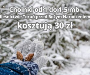 Tu sprzedają najtańsze choinki w województwie kujawsko-pomorskim. Można wybrać samemu!