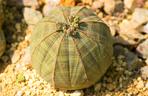 4. Wilczomlecz opasły (Euphorbia Obesa)