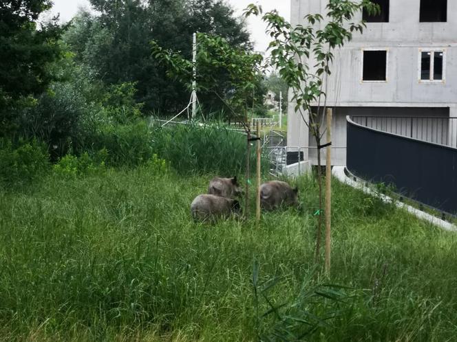 Dziki na osiedlu Czerwone Maki w Krakowie