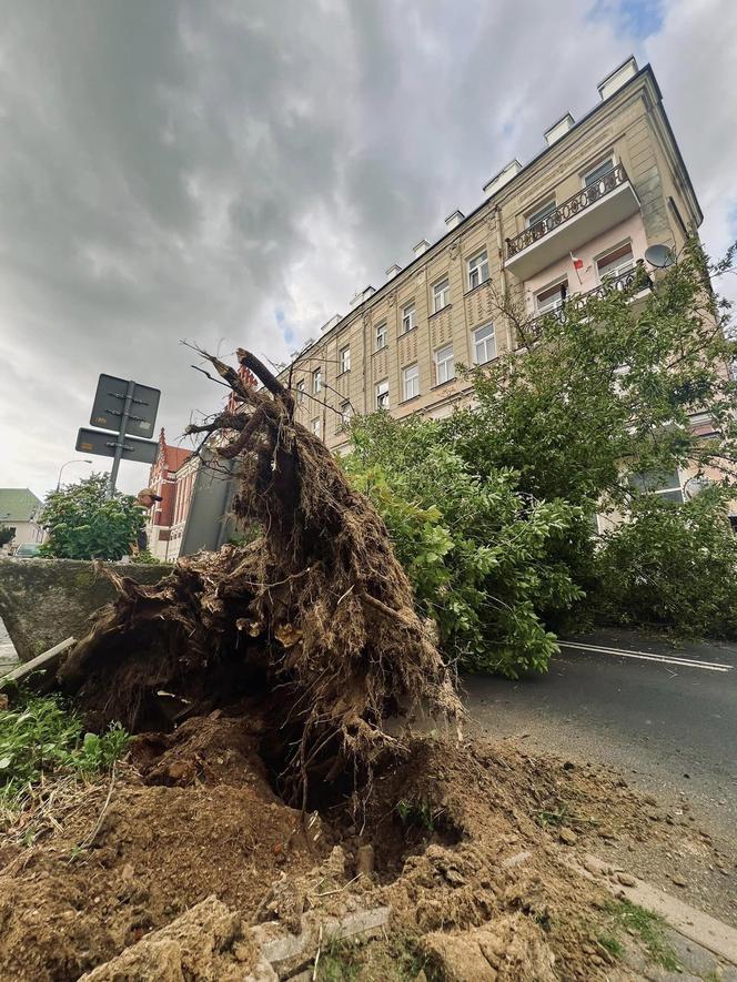 Drzewo runęło na ulicę Bernardyńską w Lublinie