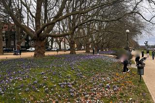 Krokusy w Szczecinie 