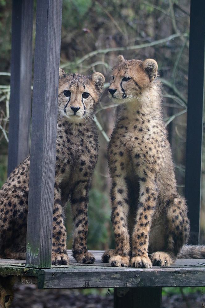 Gepardy w gdańskim zoo