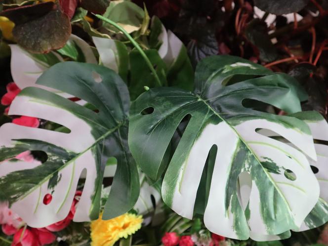 Monstera variegata