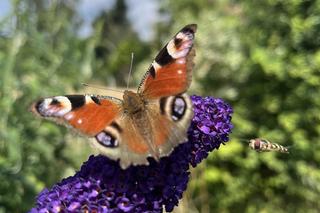 Budleja Dawida (Buddleja davidii) 