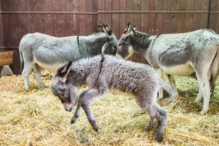Nowy osiołek w ZOO Wrocław