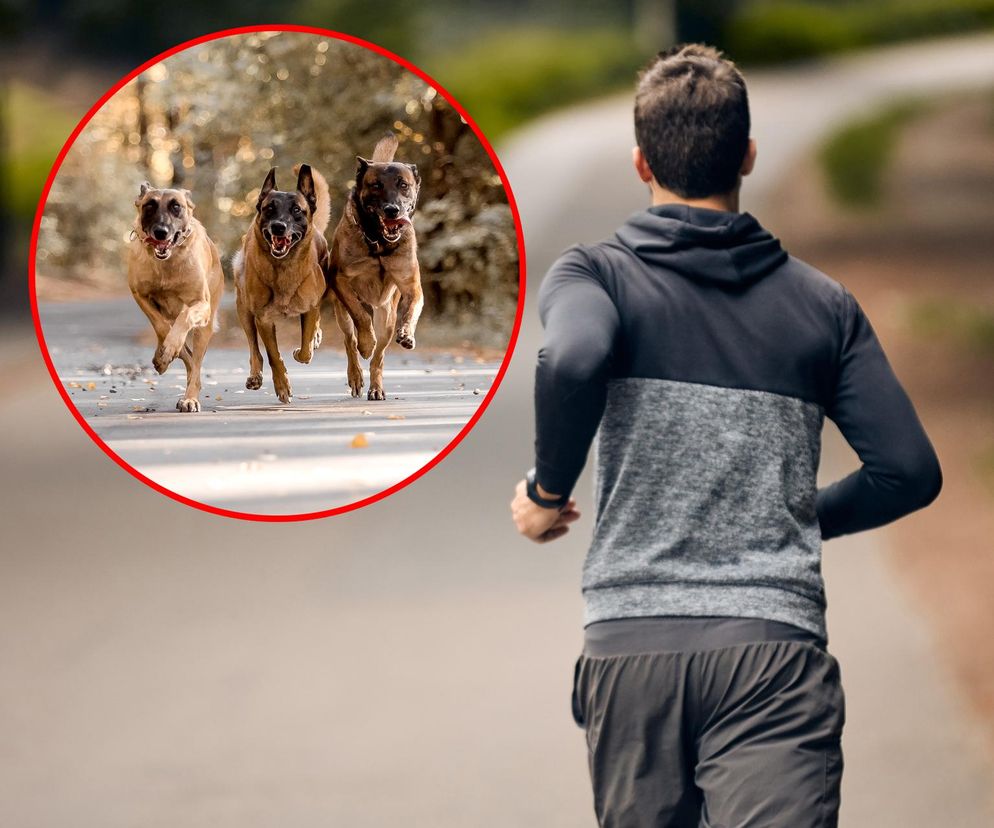 Zielona Góra. Śmiertelny atak psów. Agresywne zwierzęta odgryzły wcześniej uszy innemu mężczyźnie