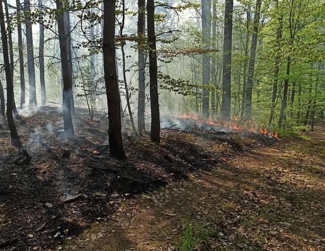 Pożar w lesie w Lubuskiem. Interweniowały służby