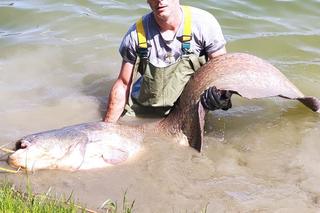 Gigantyczne sumy złowione w stawie w Starym Sączu