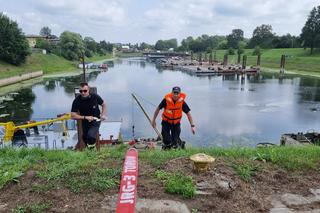 Śnięte ryby na Martówce. Akcja strażaków z Torunia