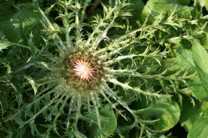 Dziewięćsił bezłodygowy - Carlina acaulis