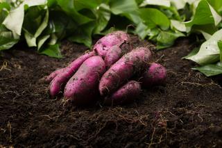 Bataty - uprawa w przydomowym warzywniku. Jak uprawiać słodkie ziemniaki?