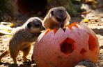 Halloween w łódzkim zoo