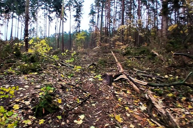 Wielka wycinka w Lesie Arkońskim