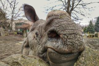 Urodziny nosorożca Kuby. Warszawskie ZOO świętuje