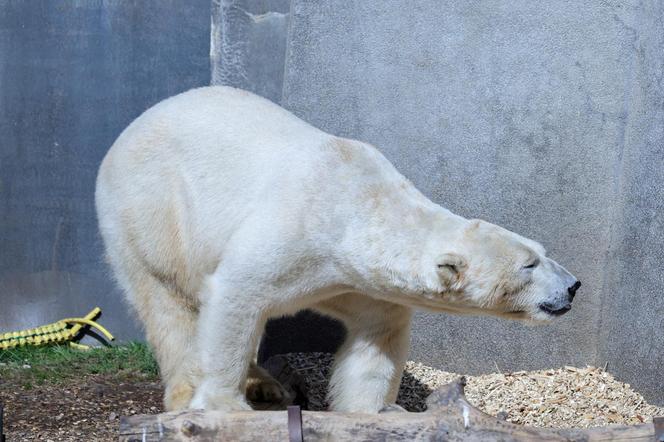 Niedźwiedzie polarne z Warszawskiego ZOO