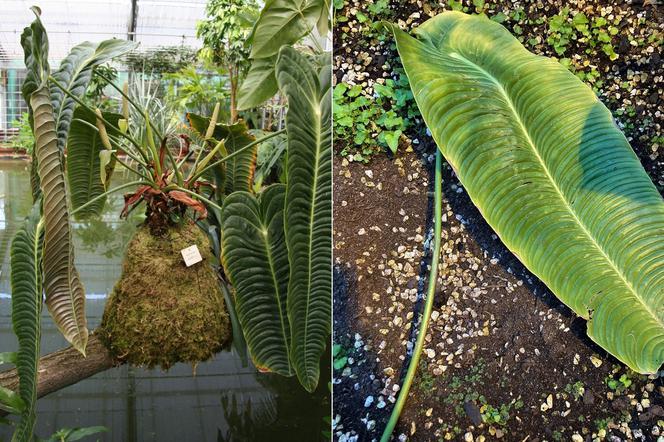 Kolumbijski król porwany! Wielka strata w Ogrodzie Botanicznym UW