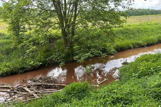 Zanieczyszczona chemikaliami rzeka Brynica po pożarze w Siemianowicach Śląskich