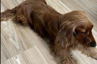 Paco, pies Moniki Richardson