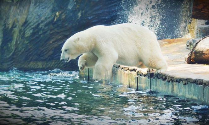 ZOO w Myślęcinku będzie miało nowych mieszkańców!