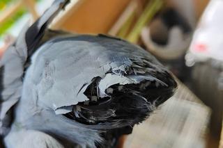 Bestialstwo to zbyt delikatne określenie. Ktoś obciął gołębiowi skrzydło i ogon