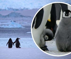 Naukowcy zapowiadaja śmierć tysięcy pingwinów, bo na Antarktydę dotrze groźny wirus. Turyści będą „odkurzani”