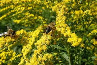 Botanicy i pszczelarze ostrzegają przed tą rośliną. Zielarze mówią, że ratuje zdrowie. Mamy przepisy