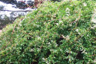 Co posadzić przy ogrodzeniu zamiast rdestu?