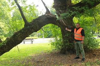 Ekoterroryści blokują wycinkę chorych drzew! Doszło do tragedii