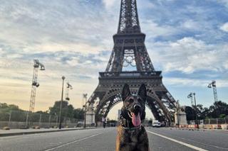Bydgoski policjant i jego pies wylądowali w Paryżu! Czuwają nad bezpieczeństwem podczas Igrzysk Olimpijskich