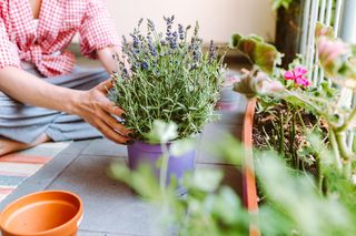 Kwiaty na słoneczny balkon