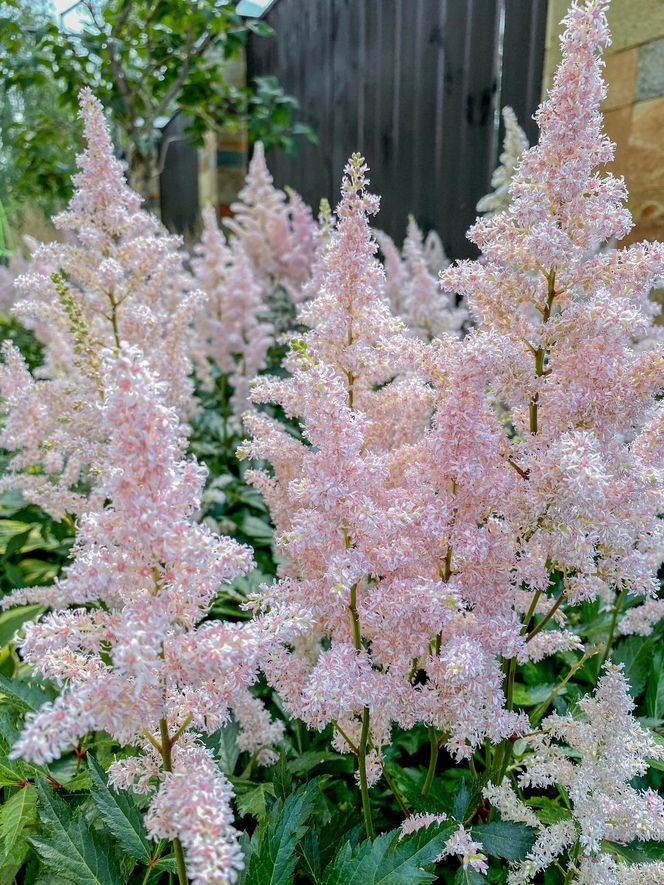 Tawułka japońska - Astilbe japonica