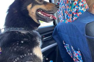 Leon czeka na dom w schronisku dla zwierząt w Zamościu